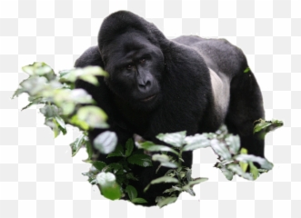 Gorillaland Safaris Churchillu0027s Pearl Safari - Monkey Png,Gorilla Transparent Background