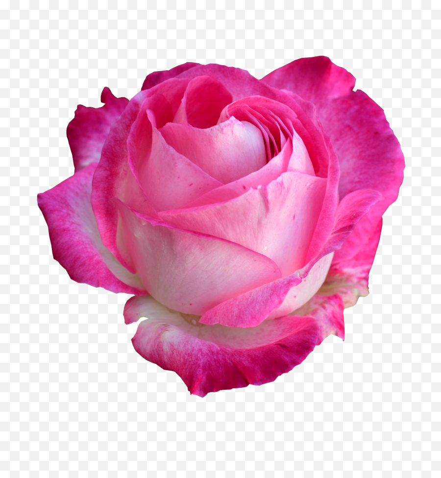 Free Photo Rose Png Bright - Bright Pink Rose Png,Pixel Flower Png