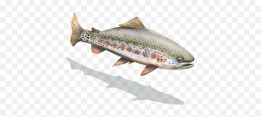 Kern River Rainbow Trout California - Coastal Cutthroat Trout Png,Trout Png
