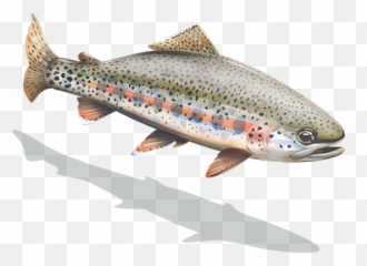 Kern River Rainbow Trout California - Coastal Cutthroat Trout Png,Trout Png