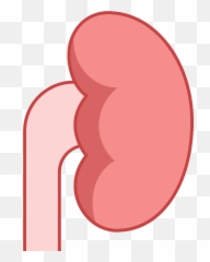 Download Thumb Image - Emoji For Kidney Hd Png Download Dot,Kidney Png