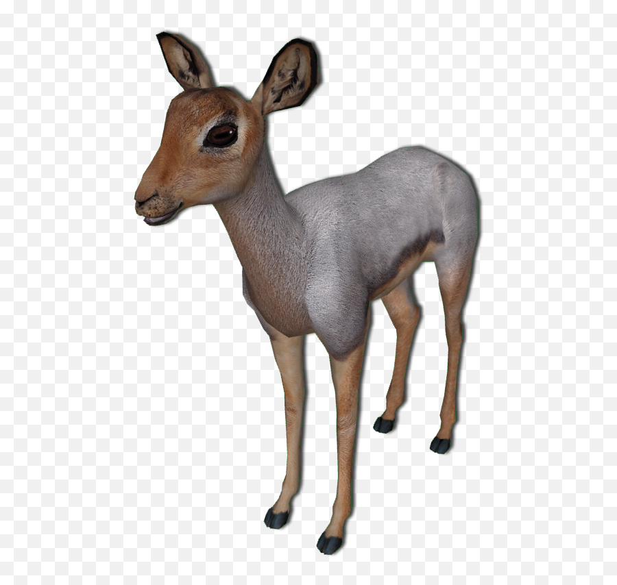 White - Tailed Deer Antelope Beira Impala Musk Deer Deer Png Deer,Antelope Png