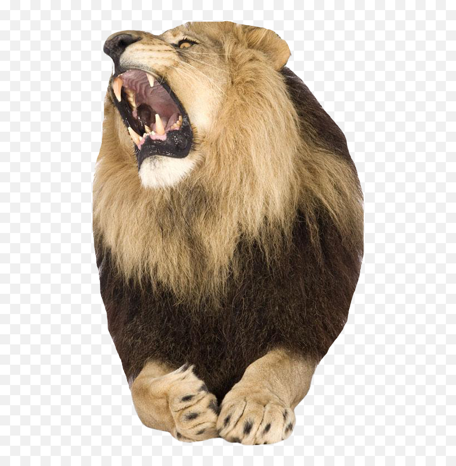 King Lion Roar Png Pic Background Real - Lion,Lion Transparent Background