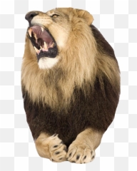 King Lion Roar Png Pic Background Real
