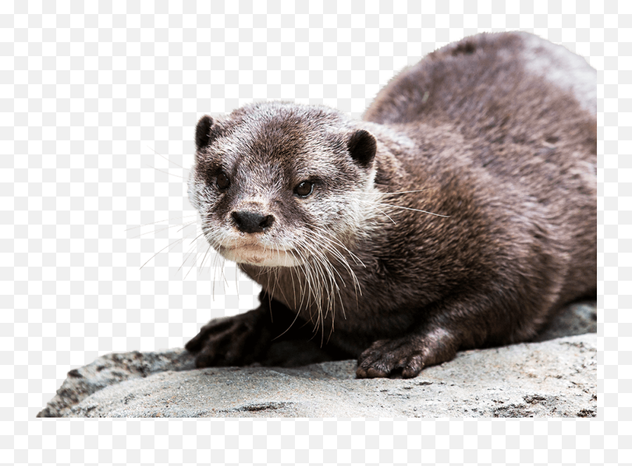 Otter Background Png - Asian Small Clawed Otter Png,Otter Png