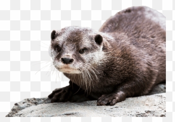 Otter Background Png - Asian Small Clawed Otter Png,Otter Png
