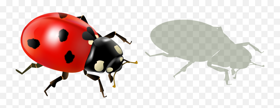 Ladybug Insect Png Transparent Image - Transparent Background Ladybugs Png,Transparent Ladybug