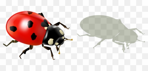 Ladybug Insect Color 12638098 PNG