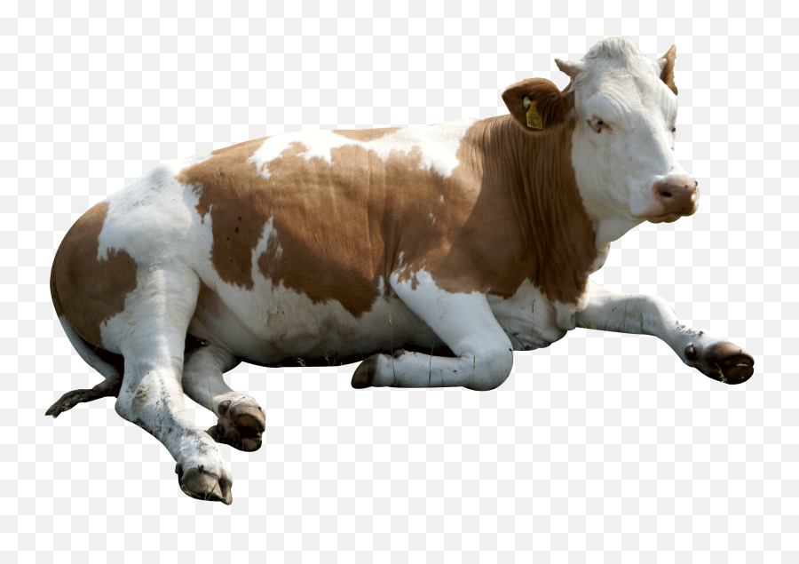 Eid Ul Adha Animals Png Cow - Transparent Background Cow Png Hd,Cattle Png  - free transparent png images 
