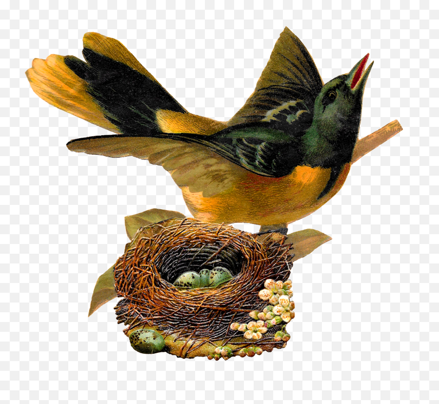 34 Cliparts Nest Clipart Png People Yespressinfo - Bird S Nest Klipart,Nest Png