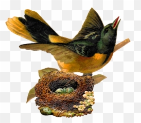 34 Cliparts Nest Clipart Png People Yespressinfo - Bird S Nest Klipart,Nest Png