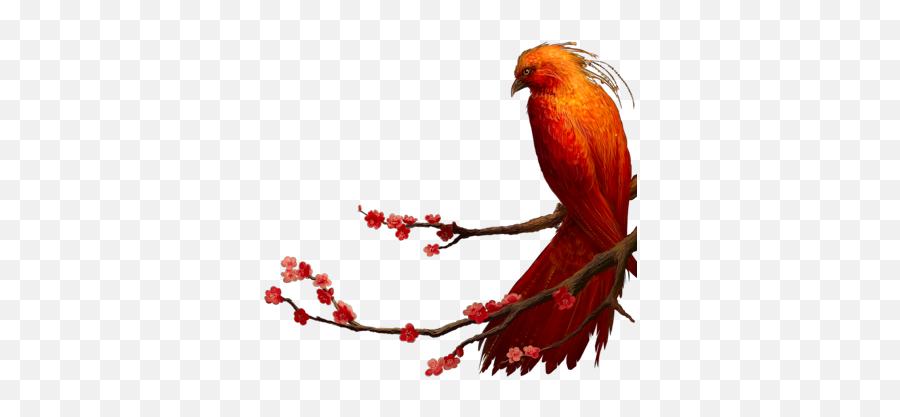 Index Of Userstbalzebirdpng - Phoenix On A Branch,Branch Png