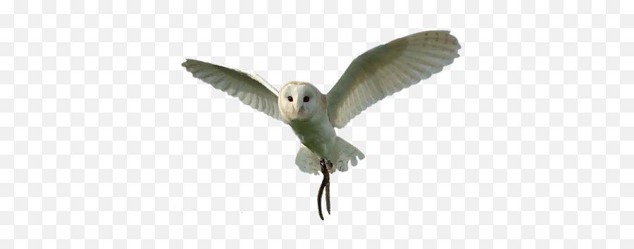 Bird Of Prey - Soft Png,Barn Owl Icon