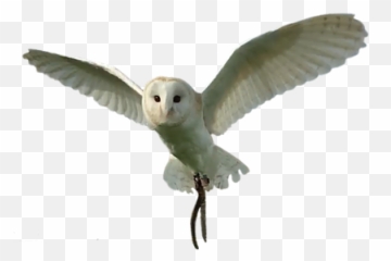 Bird Of Prey - Soft png