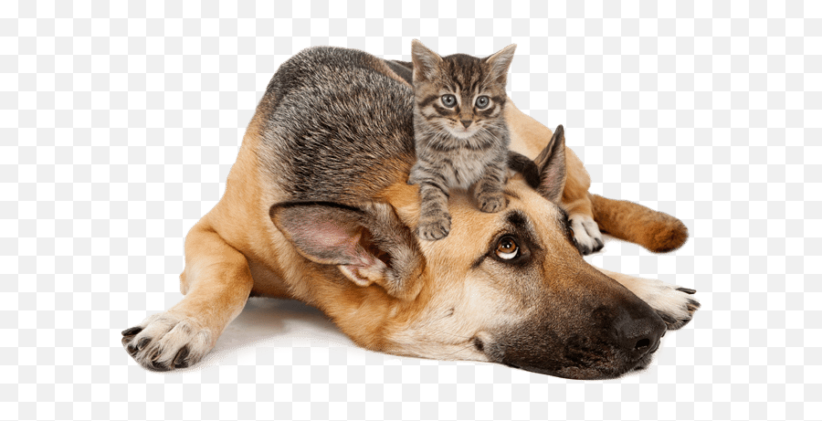 Homepage - Tomlyn Pet Supplements Pet Products Cat On Top Of Dog Png,Dogs Png