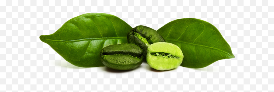 Green Coffee Bean Png 1 Image - Green Coffee Bean Extract,Green Beans Png