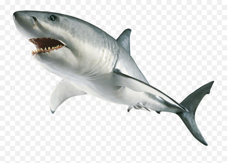 Download Hammerhead Shark Clipart - Transparent Great White Shark Png,Shark Clipart Transparent Background