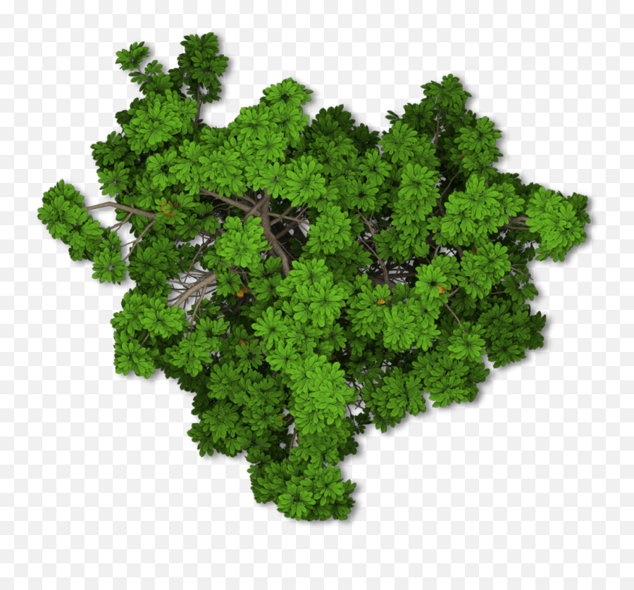 Trees Tree Nature Topview Bush Leaf - Arboles En Planta Png,Tree Top View Png