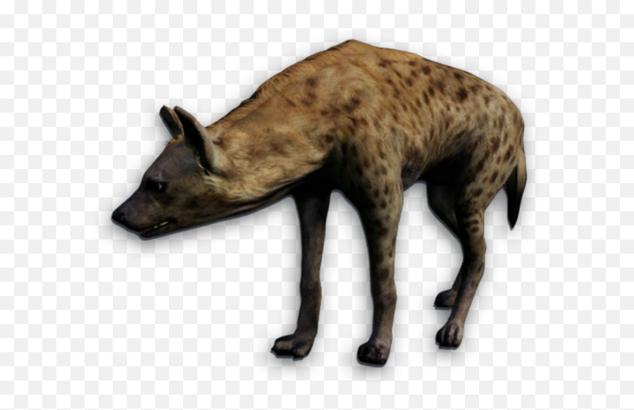 Hyena Png - Spotted Hyena Png,Hyena Png