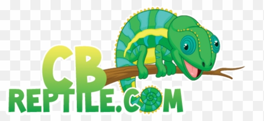Chameleons For Sale Geckos Iguanas Ball Pythons - African Fat Tailed Gecko Morphs Png,Reptiles Png