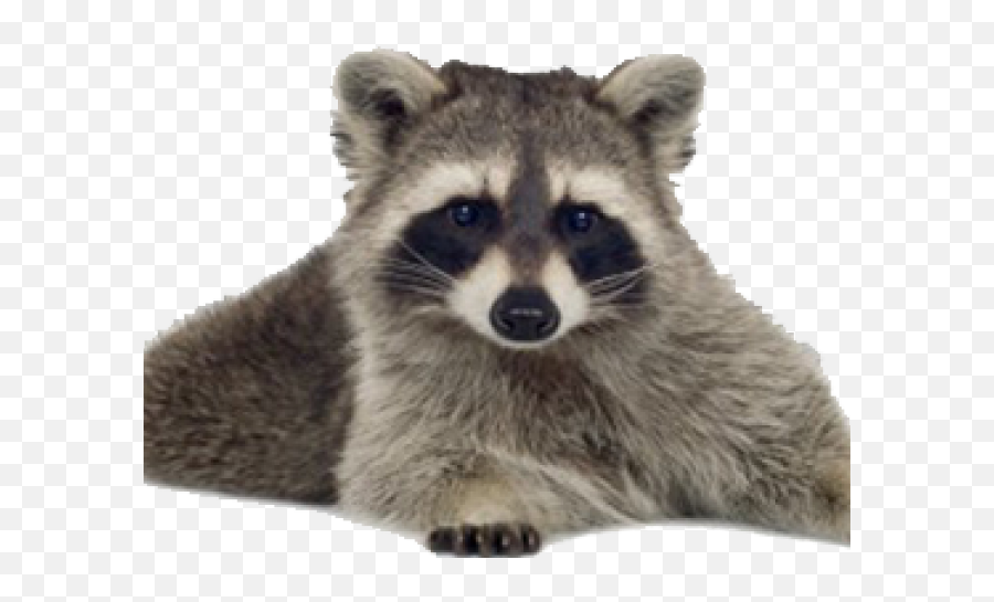 Raccoon Png Transparent Images 7 - 400 X 390 Webcomicmsnet,Raccoon Png