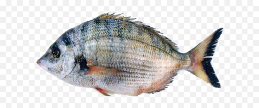 Sharpsnout Seabream - Red Seabream Png,Bass Fish Png