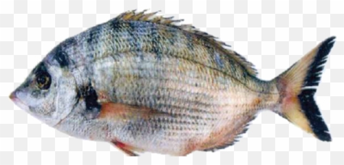 Sharpsnout Seabream - Red Seabream Png,Bass Fish Png