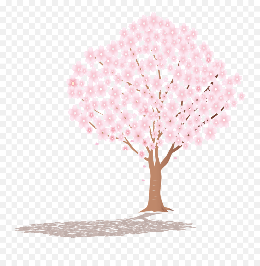 Sakura Tree Shadow Cherry - Free Vector Graphic On Pixabay Cherry Blossom Png,Cherry Blossom Tree Png