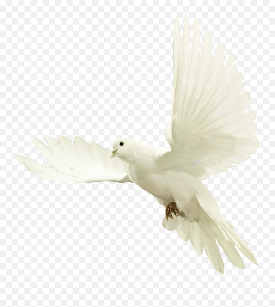 Doves Png - Bird Png For Picsart Hd,Dove Transparent Background