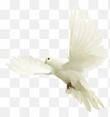 Doves Png - Bird Png For Picsart Hd,Dove Transparent Background