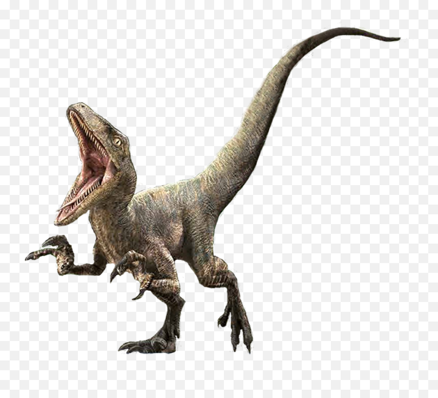 Velociraptor Charlie Transparent Png - Jurassic World Velociraptor Delta,Velociraptor Png