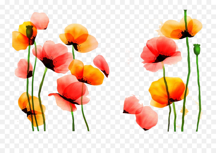 Poppy Watercolor Painting Flower Red Yellow - Pintado Flores Yellow And Red Flowers Water Color Png,Poppy Png