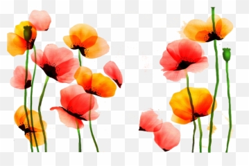 Poppy Watercolor Painting Flower Red Yellow - Pintado Flores Yellow And Red Flowers Water Color Png,Poppy Png