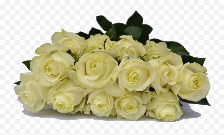 Premium Ecuadorian Roses You Choose The Quantity Of - White Rose Bunch Png,White Roses Png