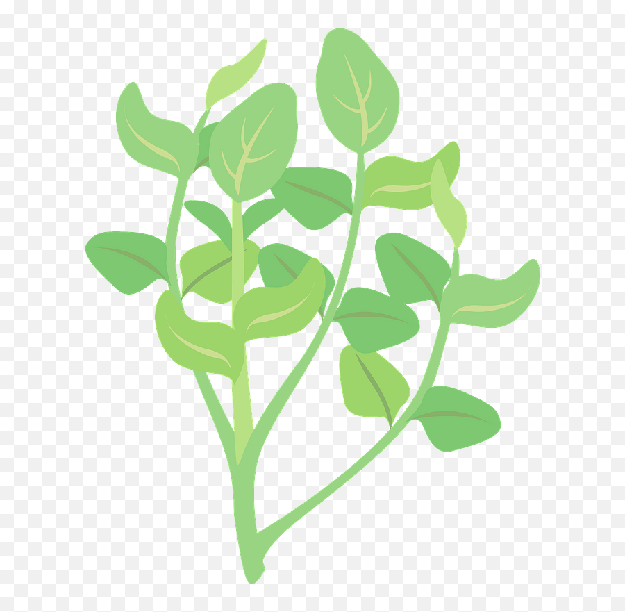 Watercress Plant Clipart - Watercress Clipart Png,Plant Clipart Png