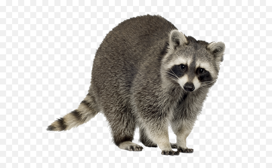 Raccoon Trapping Squirrel Clip Art - Rac 830172 Png Raccoon Transparent Background,Squirrel Transparent Background