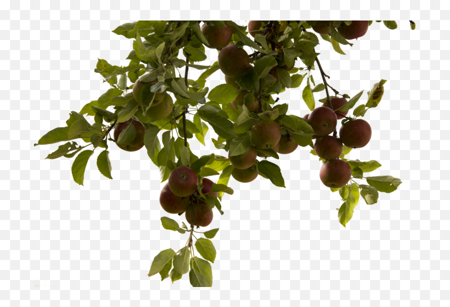Apple Tree Png - Real Tree Branch Png,Fruit Tree Png