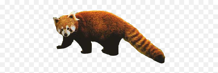 Text Images Music - Transparent Background Red Panda Transparent Png,Red Panda Transparent