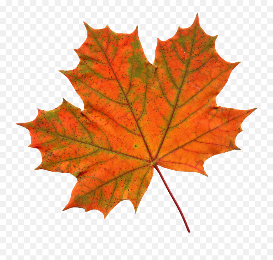 Download Maple Leaf Png - Transparent Single Fall Leaf,Leafs Png