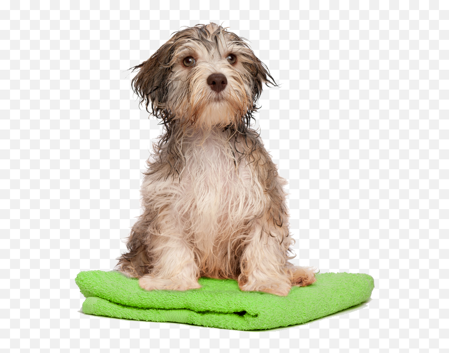 Download Dog Bath Png Transparent - Dog Bath Png,Bath Png
