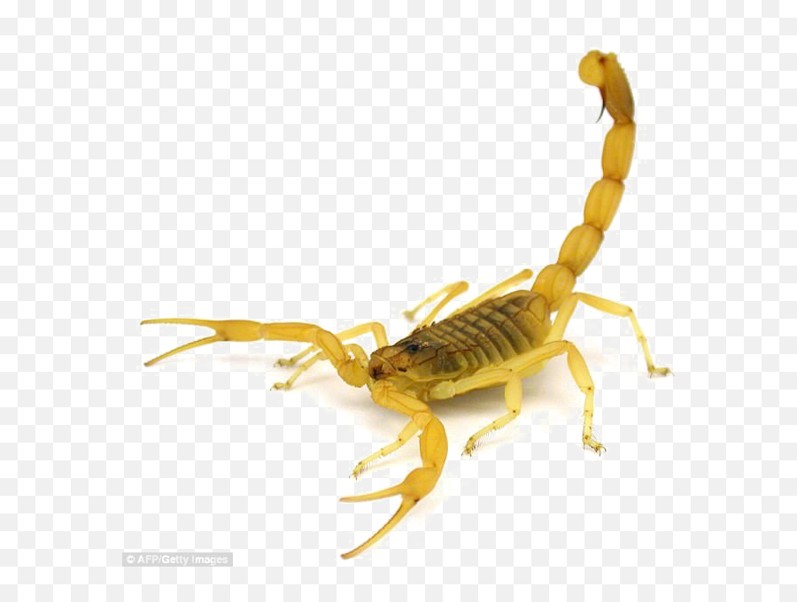 Scorpion - Most Venomous Scorpion In The World Png,Scorpion Png