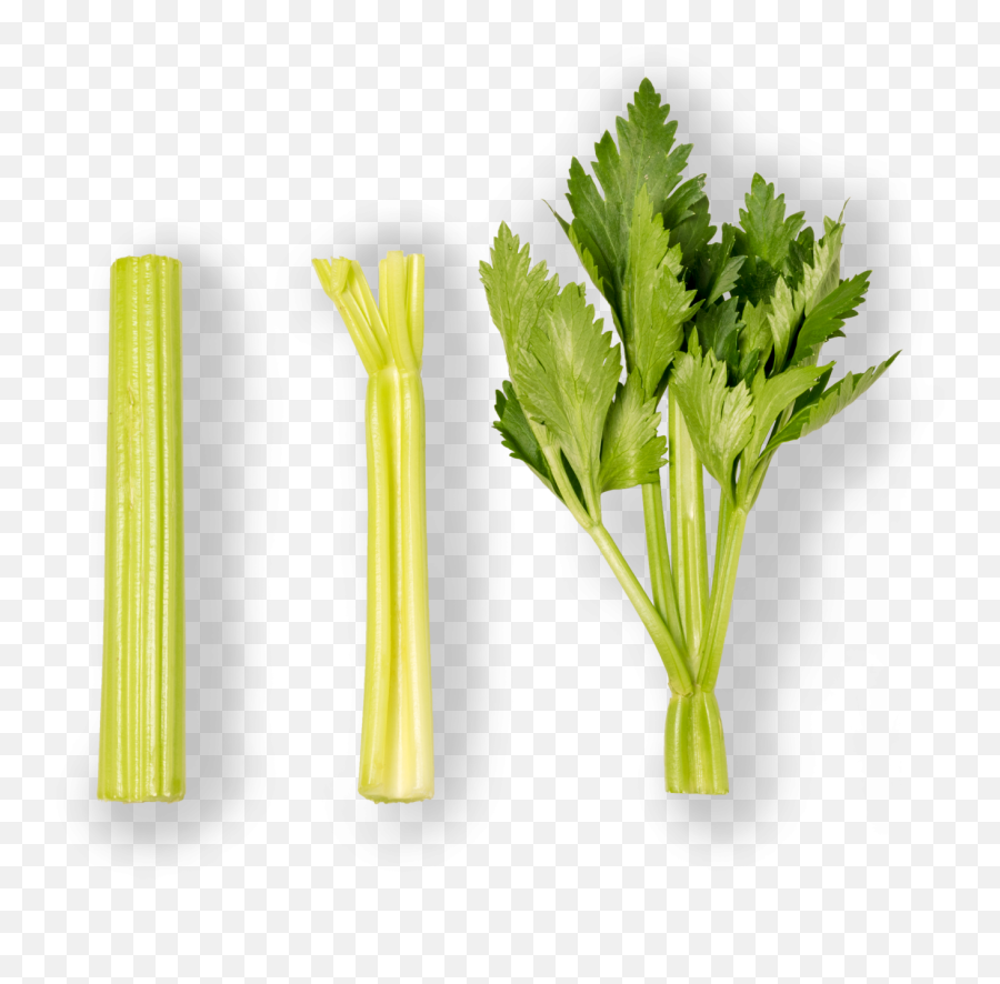 Celery Grupo Lucas - Apio Baby Png,Celery Png