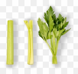 Celery Grupo Lucas - Apio Baby Png,Celery Png