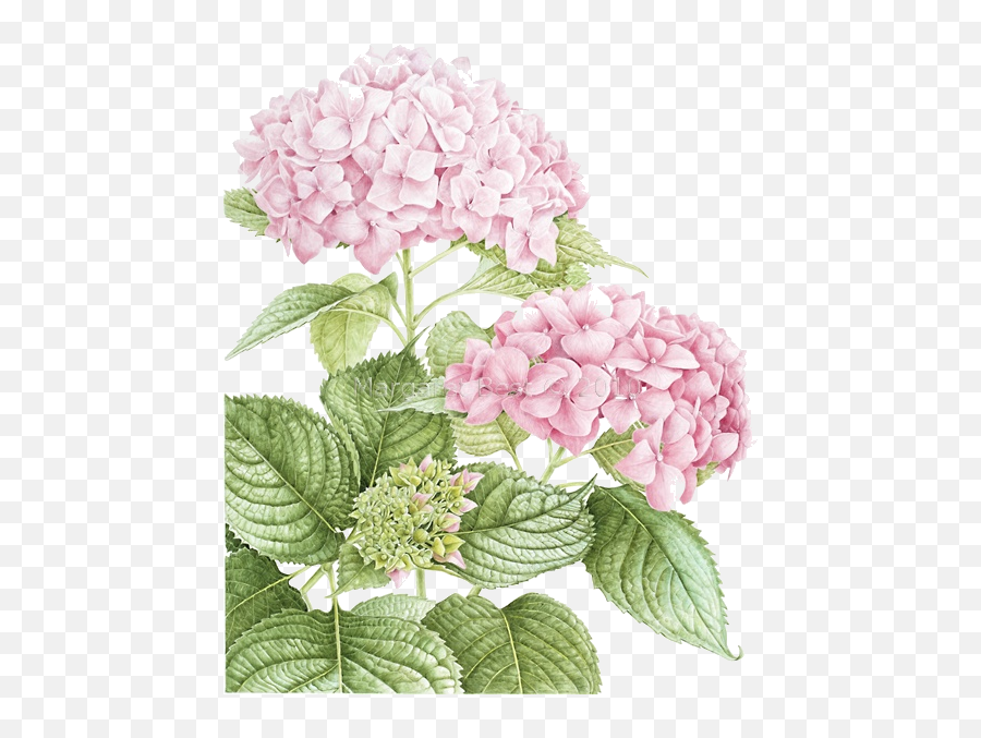 Hydrangea Clipart Watercolor Picture - Hydrangea In Botanical Art Png,Hydrangea Png