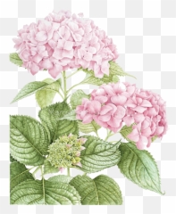 Hydrangea Clipart Watercolor Picture - Hydrangea In Botanical Art Png,Hydrangea Png
