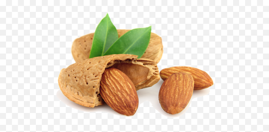 Tree Nuts Processing Equipment - Almond Nut Png,Peanut Png