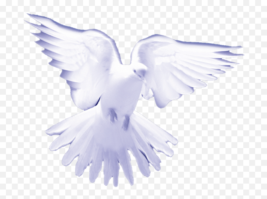 Download Dove - White Birds On Heaven Png Image With No Transparent Holy Spirit Png,Heaven Png