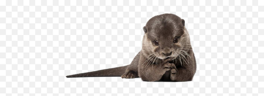 Otter Png Transparent Hd Photo - River Otter White Background,Otter Png