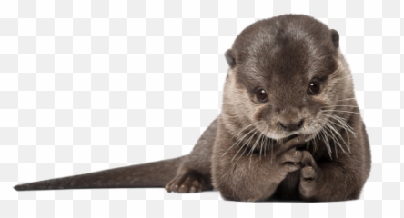 Otter Png Transparent Hd Photo - River Otter White Background,Otter Png