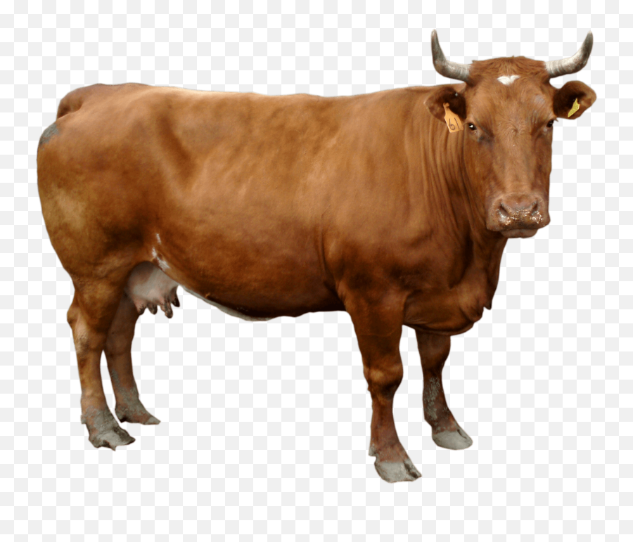 Png Transparent Brown Cow - Brown Cow Png,Cattle Png